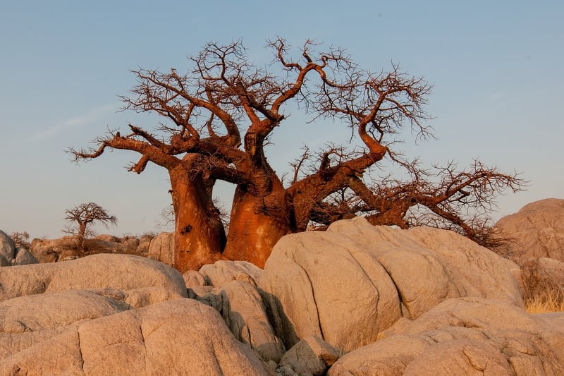 Baobab Tree