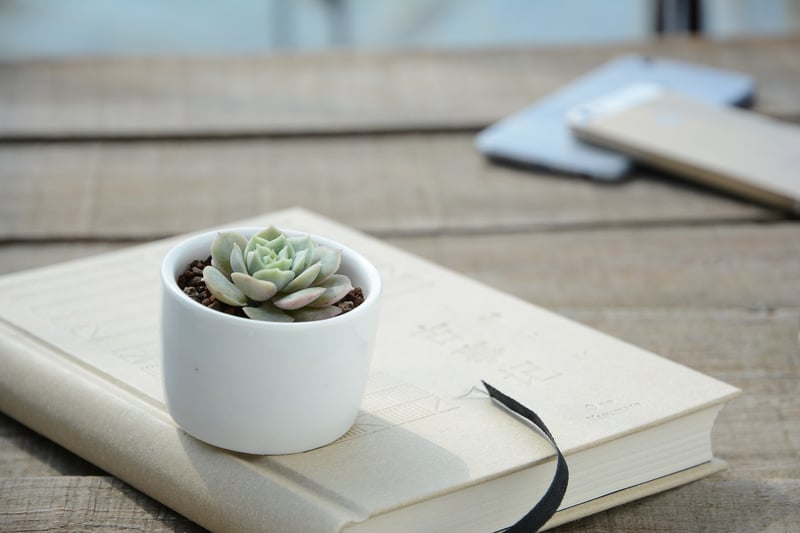 Dragon Egg Planter