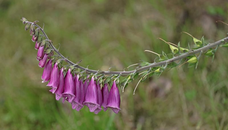 Foxglove