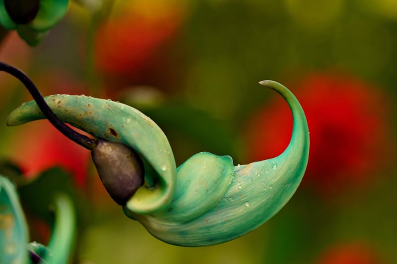 Trailing Jade