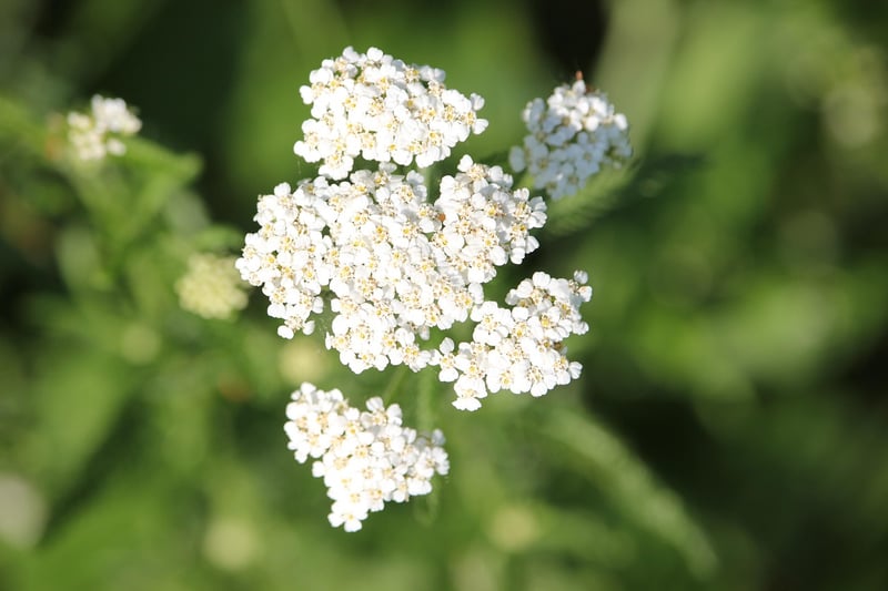 Yarrow